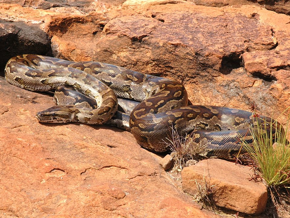 Python de Seba, le plus grand et long serpent d'Afrique