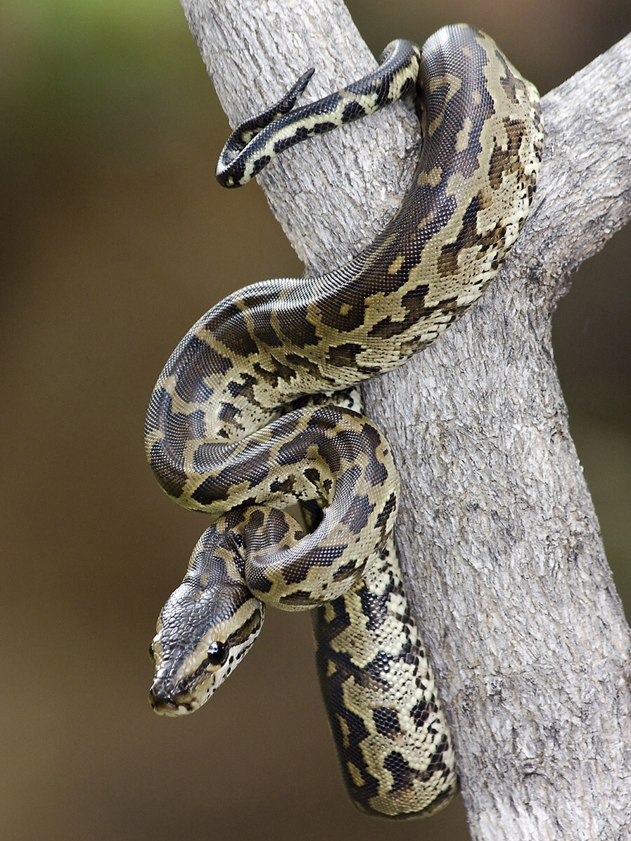 Le python de Seba, reptile carnivore, grand prédateur africain