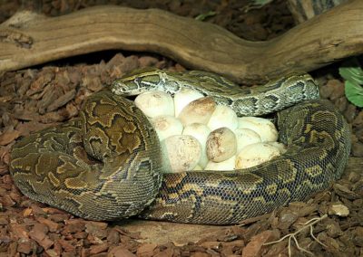 Une femelle python de Seba ovipare couve ses oeufs