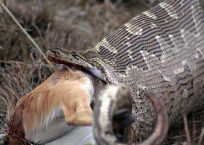 Un python de Seba mange une antilope en entier