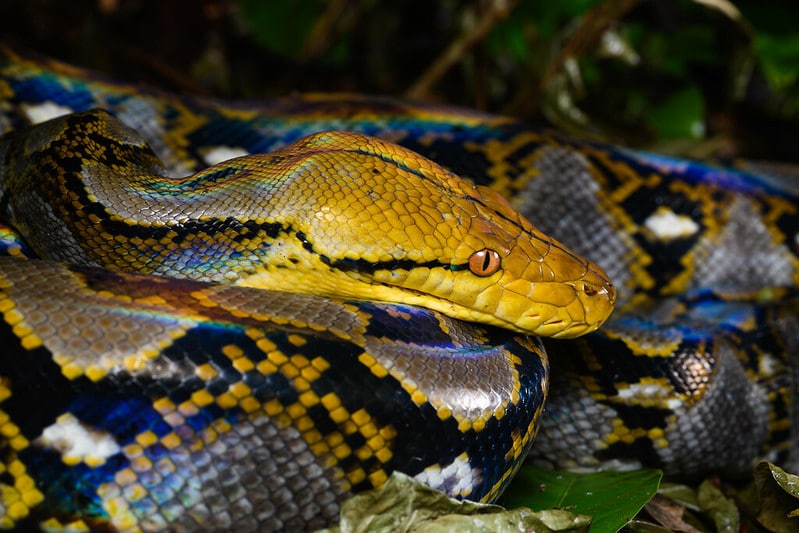 Python réticulé, serpent constricteur d'Asie du Sud-Est 