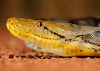 Le python réticulé est victime du trafic de sa peau écaillée