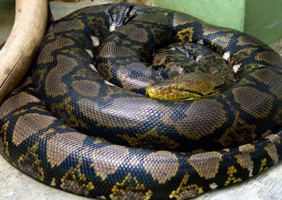 La taille du python réticulé peut atteindre 9 m