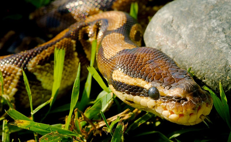 Le python royal, reptile africain utilisé comme animal de compagnie dans le monde