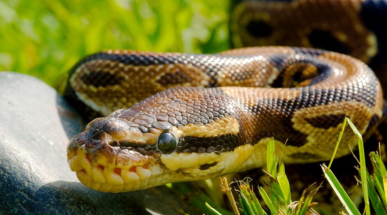 Python royal, serpent constricteur d'Afrique Centrale et de l'Ouest