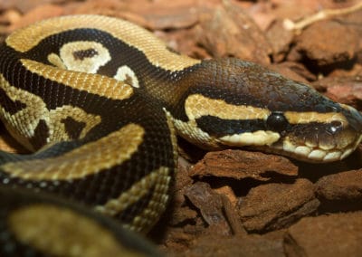 Le python royal, ou python boule, reptile apprécié des amateurs de serpents