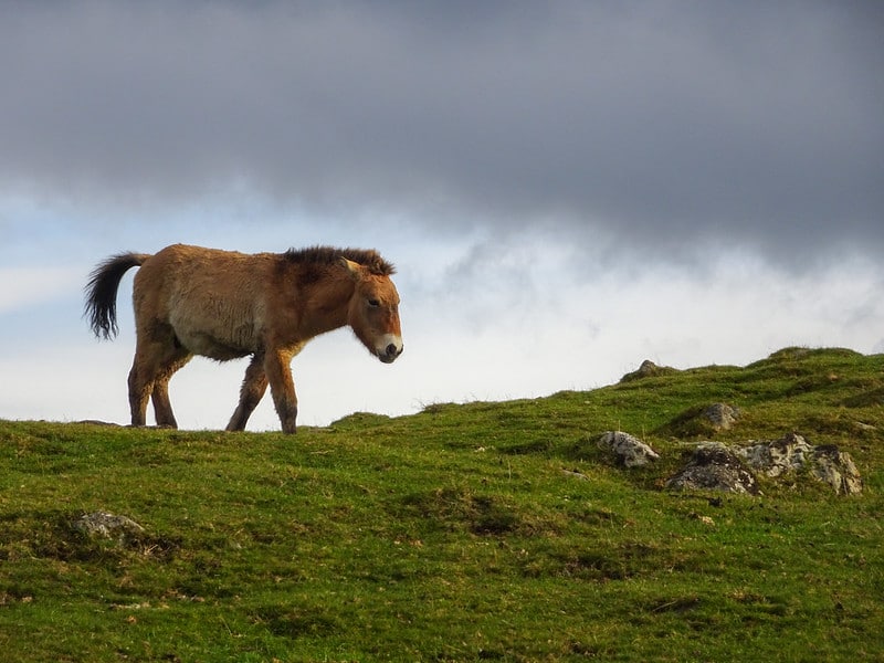 Réintroduction du cheval de Przewalski, dernière espèce de cheval sauvage au monde