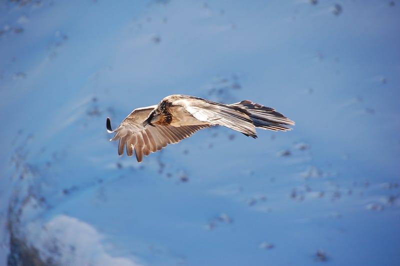 La réintroduction du gypaète barbu  dans les Alpes