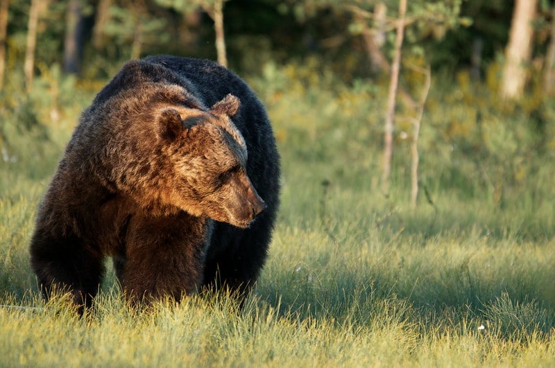 Réintroduction en cours de l'ours brun dans les Pyrénées