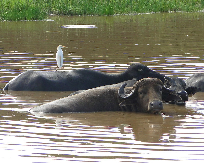 Relation de symbiose entre le héron garde boeuf et le buffle d'Afrique