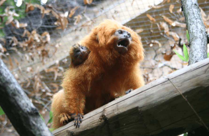 Le tamarin lion doré, espèce de singe du Brésil a été réintroduit acec succès