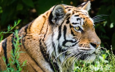 5 faits étonnants sur le tigre, félin en danger