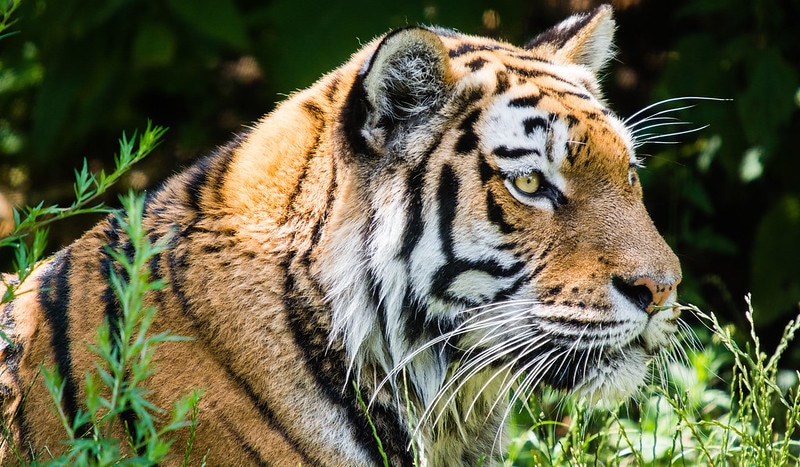 5 faits étonnants sur le tigre, félin en danger