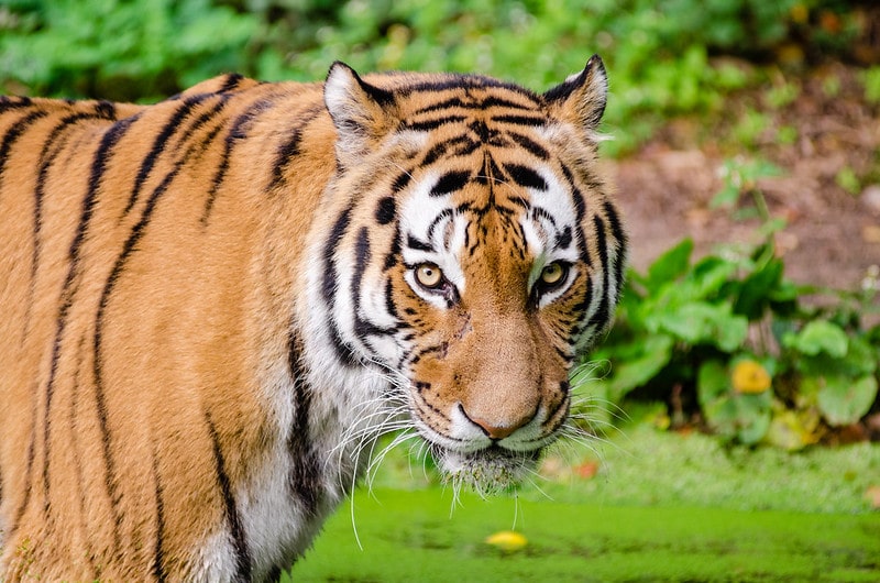 Le tigre, félin carnivore d'Asie en danger de disparition