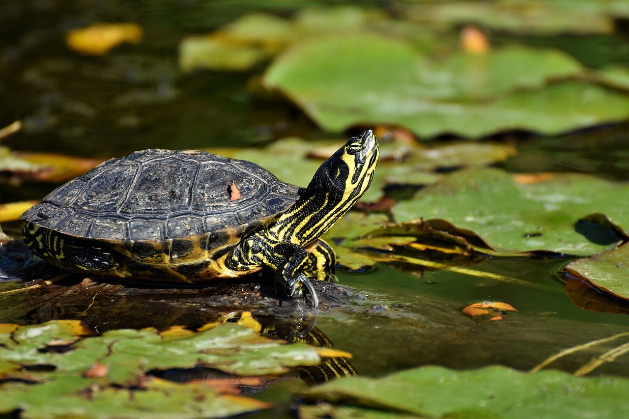 La tortue d'eau douce ou aquatique vit à proximité d'un point d'eau