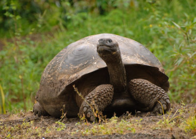 La tortue géante des Galapagos, espèce en danger de disparition