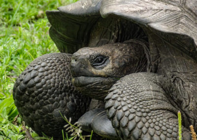 La tortue géante des Galapagos se rétracte sous sa carapace