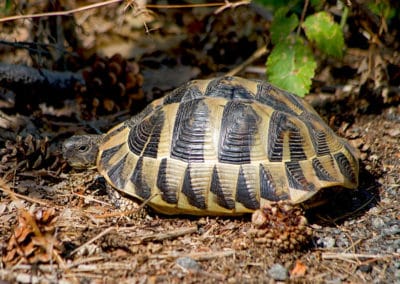 Tortue de terre Hermann, reptile en danger d'extinction - Instinct Animal