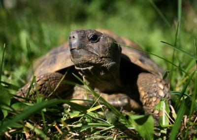 La tortue d'Hermann, tortue terrestre du Sud de la France - Instinct Animal