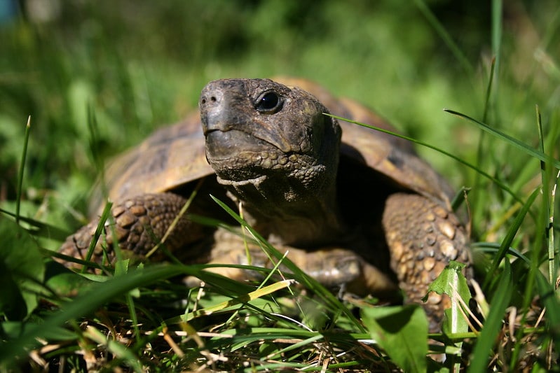 Tortue d'Hermann : description du reptile + photos - Instinct Animal