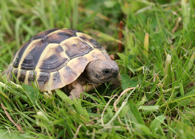 Tortue d'Hermann, tortue de terre, reptile en danger de disparition - Instinct Animal