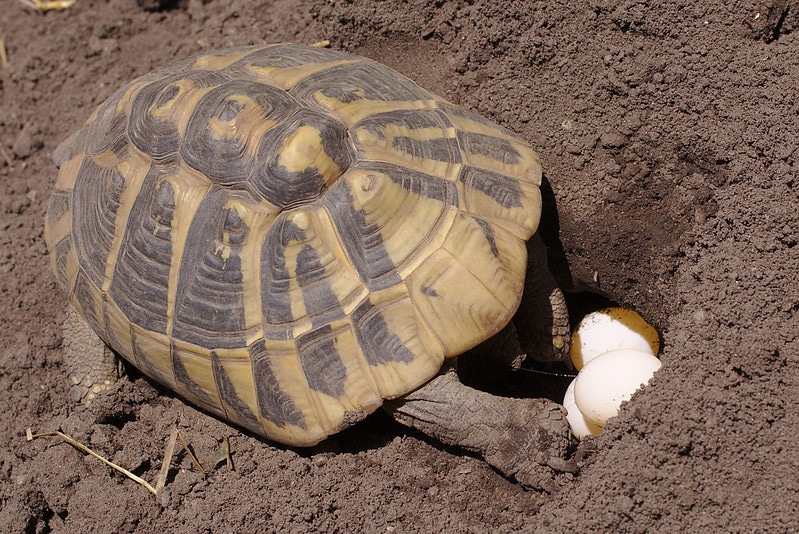 Tortue d'Hermann : description du reptile + photos - Instinct Animal