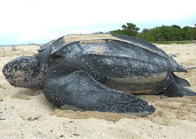 Tortue luth marine, reptile avec une carapace épaisse - Instinct Animal