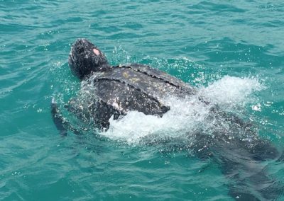 Une tortue luth en train de nager dans la mer - Instinct Animal