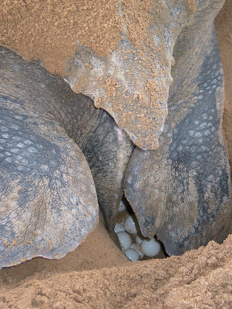 Une tortue luth en train de pondre ses oeufs dans un trou dans le sable