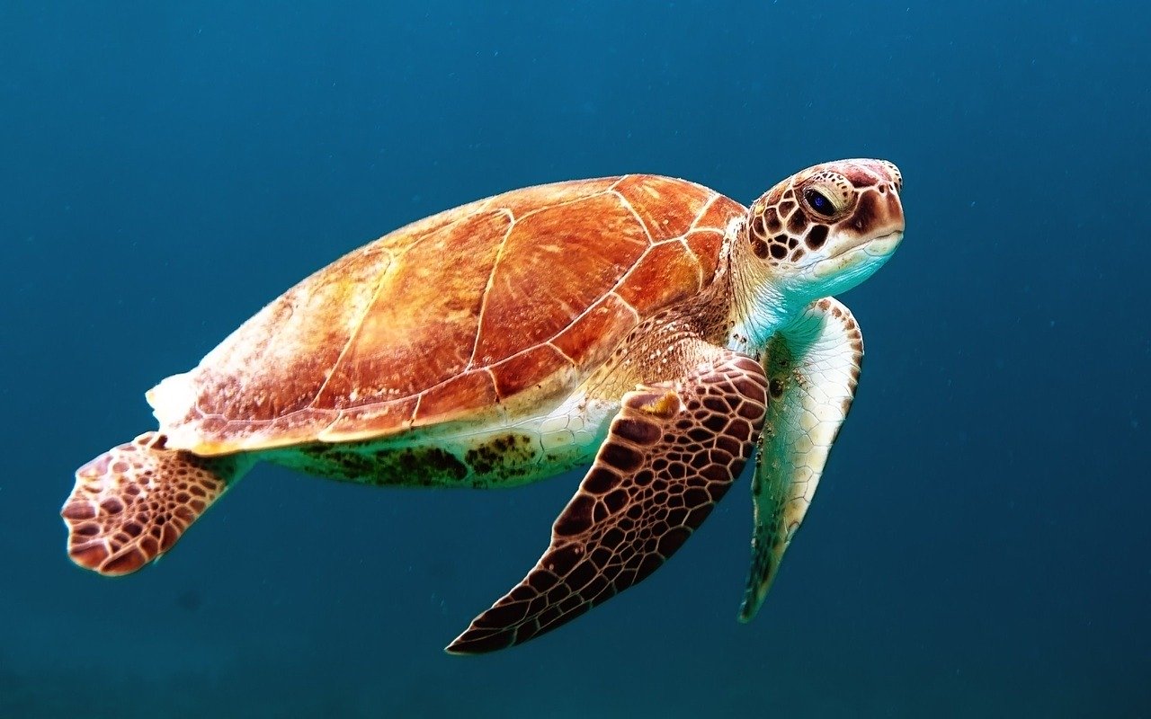 La tortue marine vit dans les mers et les océans et possèdent des nageoires