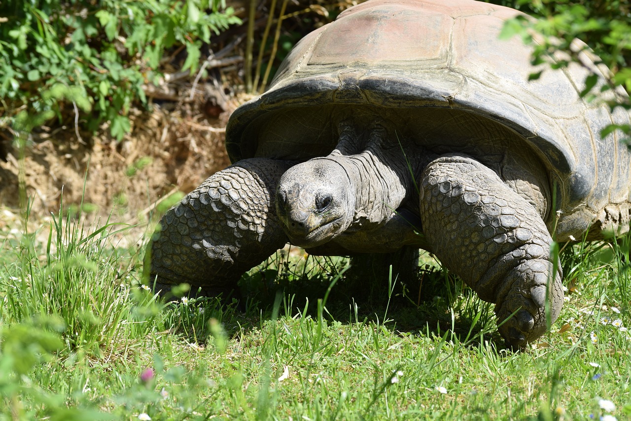 La tortue terrestre vit sur terre et ont une carapace en forme de dôme