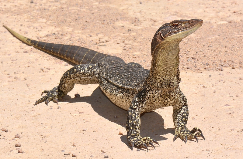 Varan de Gould, reptile, lezard d'Australie