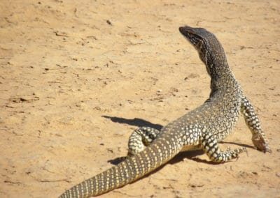 Le varan de Gould, surnommé le varan des sables ou le varan cheval de course