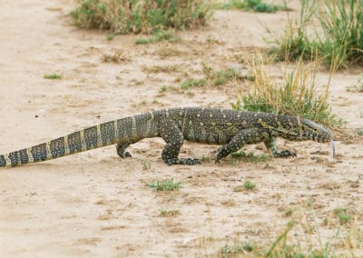 Un varan du Nil, reptile semi-aquatique africain