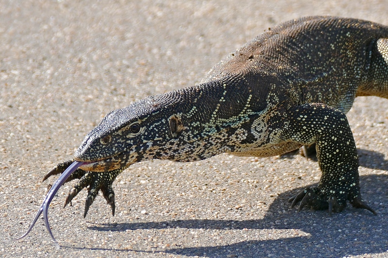 Varan du Nil, reptile d'Afrique à la langue fourchue