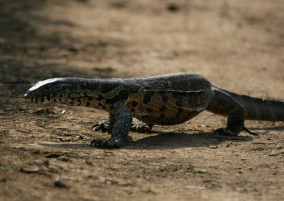 Le varan du Nil est le plus gros lézard d'Afrique