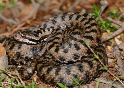 Vipere aspic, serpent venimeux au venin mortel en cas de morsure