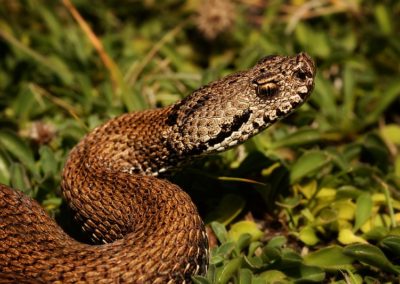 La vipere aspic n'est pas un serpent agressif envers l'Homme