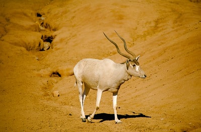 Addax, antilope d'Afrique en danger d'extinction