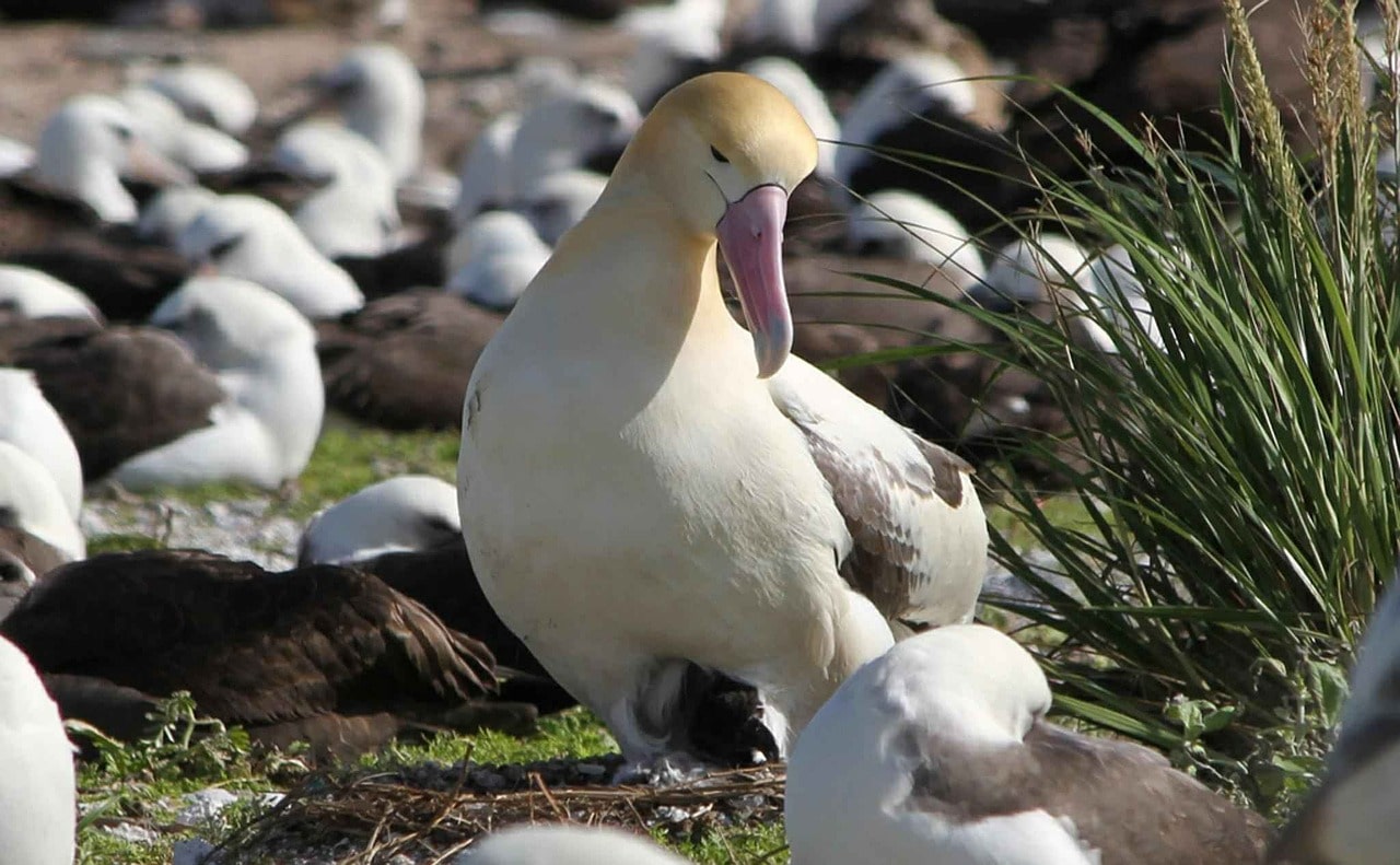L'albatros, oiseau géant des mers avec une très grande envergure