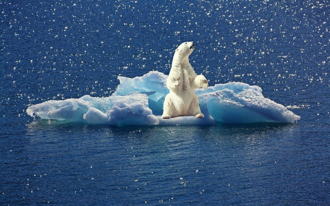 5 animaux emblématiques du Pôle Nord