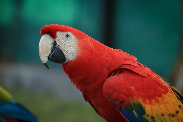 Ara rouge, perroquet vivant dans la forêt Amazonienne