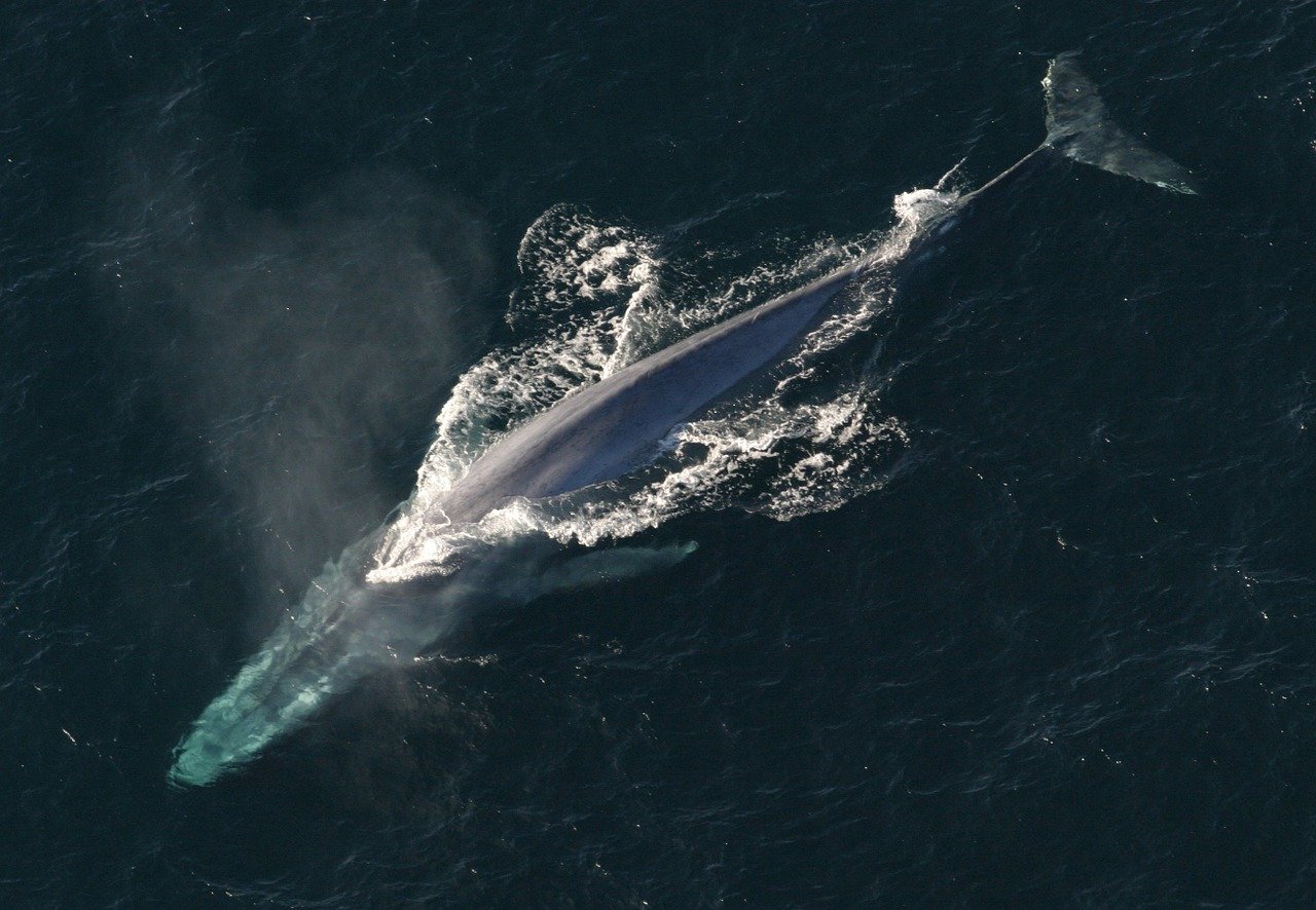 La baleine bleue est le plus grand animal vivant sur la planète Terre