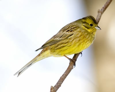 Cri, bruit, chant du Bruant jaune