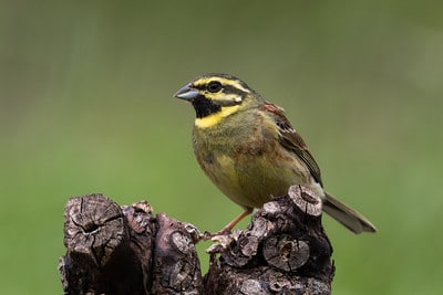 Détectez et identifiez les espèces d'oiseaux grâce à cette