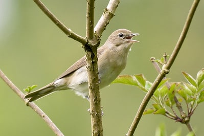 Cri, bruit, chant de la Fauvette des jardins