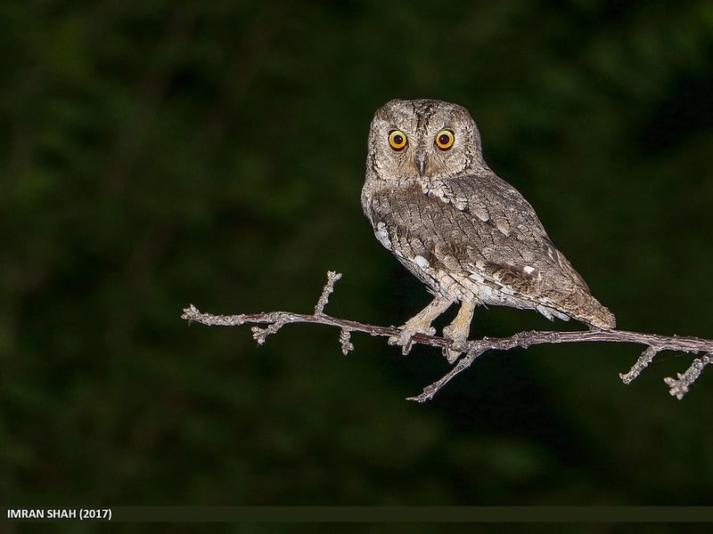 Cri, bruit, chant du Hibou petit-duc scops