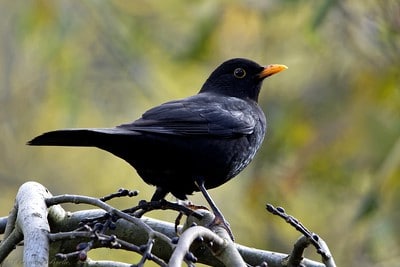 Cri, bruit, chant du Merle noir