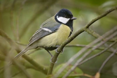 Cri, bruit, son de la Mésange charbonnière