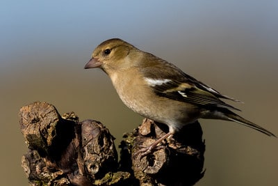 Cri, bruit chant du Pinson des arbres